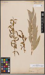 Salix babylonica L. x Salix fragilis L.